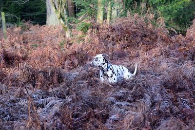 Dalmatian dog standing amidst plants