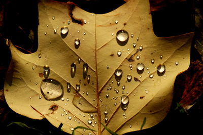 Close-up of water drops on leaf