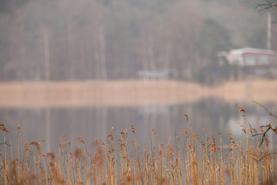 View of lake in the background