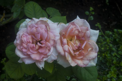 Close-up of pink flowers