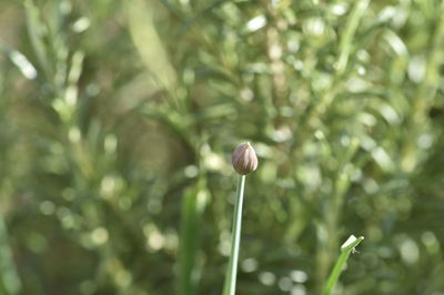 Close-up of flowering plant