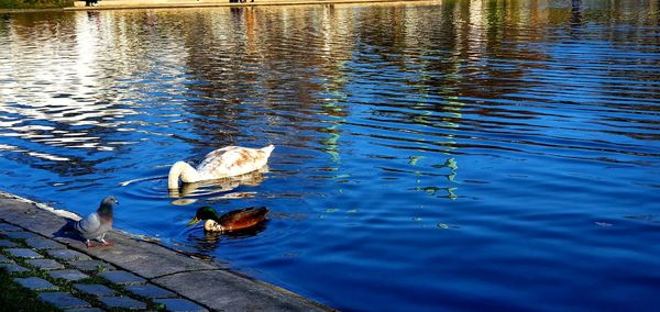 High angle view of ducks swimming in lake