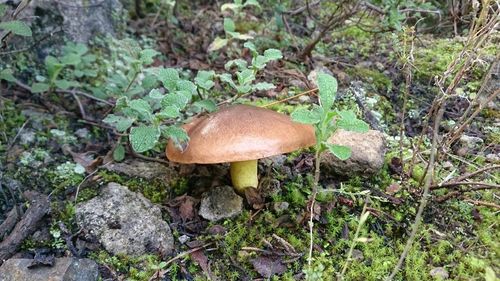 Mushrooms growing on field