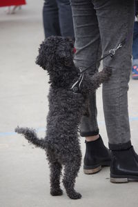 Low section of person standing on dog