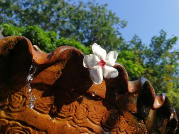 Close-up of frangipani on tree against sky