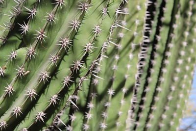 Close-up of plant