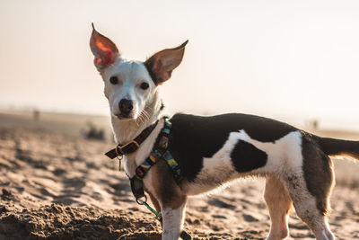 Portrait of a dog standing on field