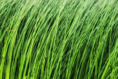 Close-up of crop in field