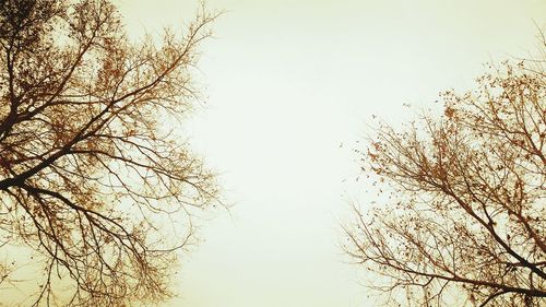 Low angle view of bare tree against clear sky