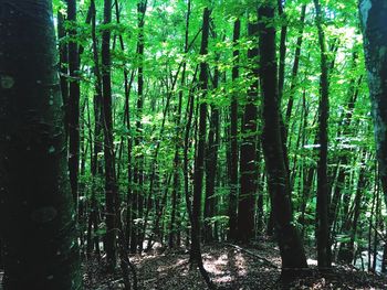 Trees in forest