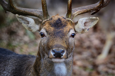 Headshot of a deer