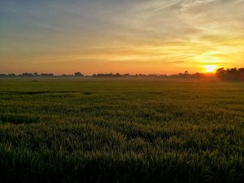 Scenic view of field against sky during sunset