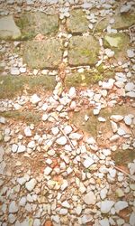 Full frame of leaves on ground