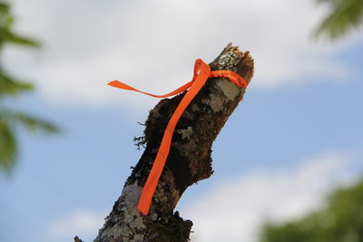 Low angle view of bird perching on a tree