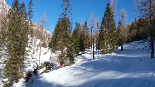 Pine trees on snowcapped mountains against sky