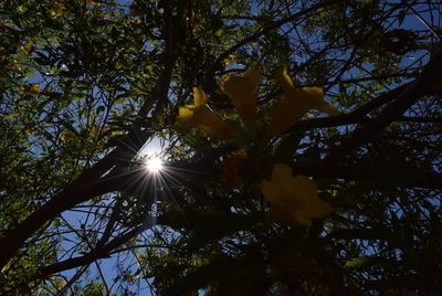 Low angle view of trees against sky