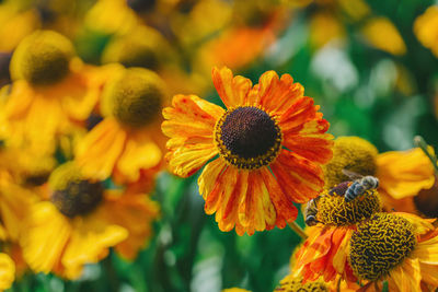 Close-up of yellow flowering plant