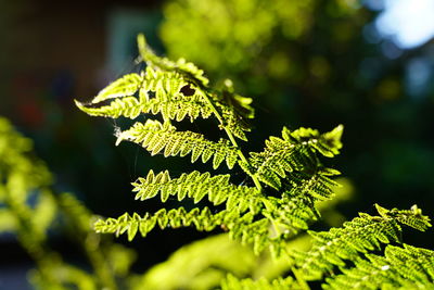 Close-up of fern leaves