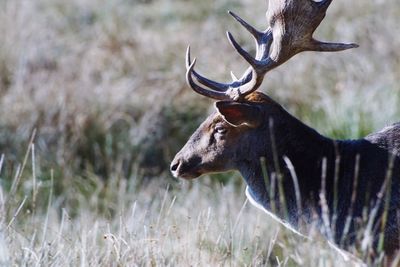 Deer in a field