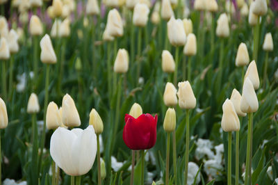 Close-up of white tulips in field