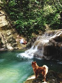 Dog in water by trees