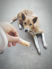 Cropped hand giving food to dog sitting on street