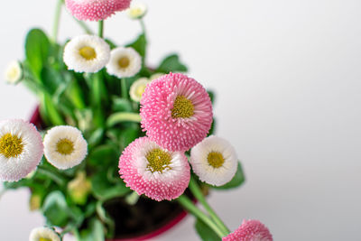 Close-up of flowers