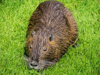 High angle view of an beaver on grass