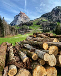 Stack of logs on field in forest against sky