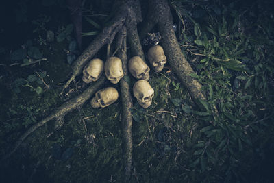 High angle view of mushrooms growing on field