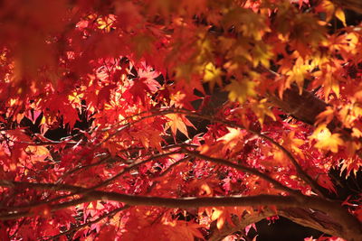 Close-up of maple leaves on tree