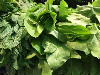 Close-up of spinach and mint leaves for sale in supermarket