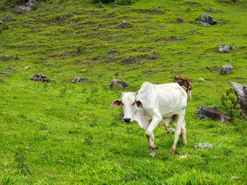 Cows standing in field