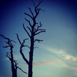 Low angle view of bare trees against blue sky