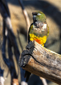 Close-up of bird perching on tree