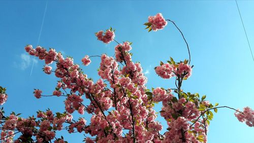 Low angle view of cherry blossoms in spring