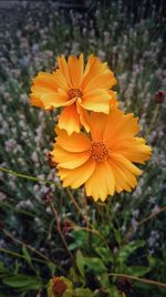 Close-up of yellow cosmos flower blooming outdoors