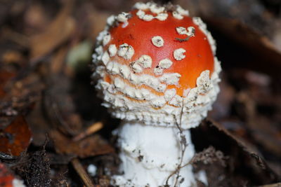 Close-up of mushroom growing on field