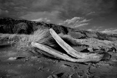 Driftwood at beach against sky