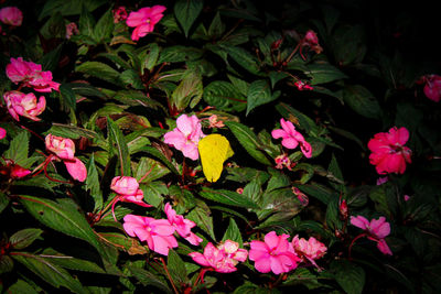 Close-up of pink flowering plants