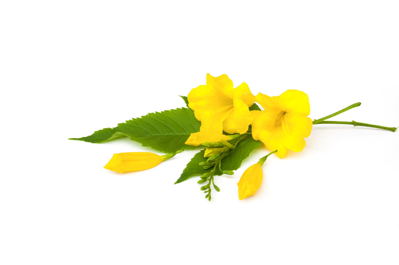 CLOSE-UP OF YELLOW FLOWER AGAINST WHITE BACKGROUND