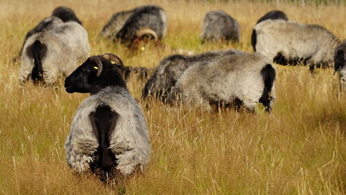 Heidschnucke herd sheep on field