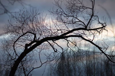 Bare tree against sky