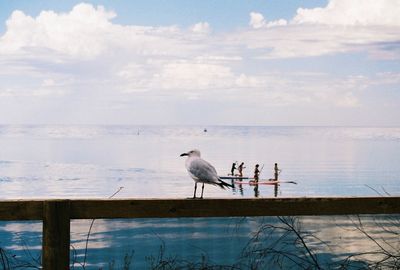 Birds perching on sea against sky