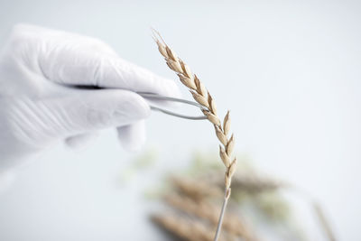 Scientist holding wheat ear with tweezers