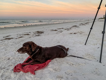 Dog on beach during sunset