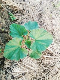 High angle view of dry leaves on field