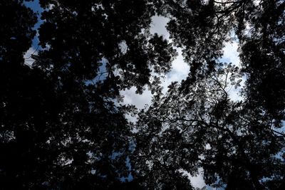 Low angle view of silhouette trees against sky