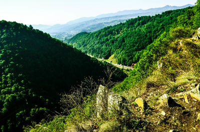 Scenic view of forest