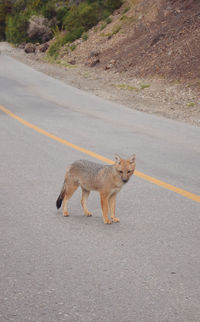 Cat walking on road